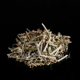 Chicorée - Cichorum intybus - 250g gehackt