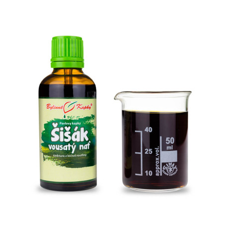 Bärtige Tannenzapfen Tropfen (Tinktur) 50 ml