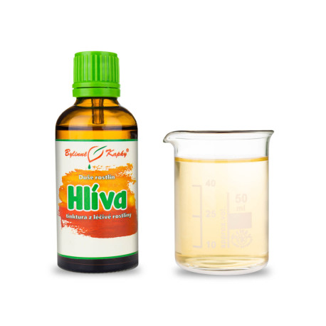 Austernpilz - Kräutertropfen (Tinktur) Pflanzenseele 50 ml