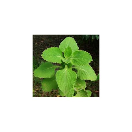 Forskolin 20% Extrakt - Coleus Forskohlii - 10g