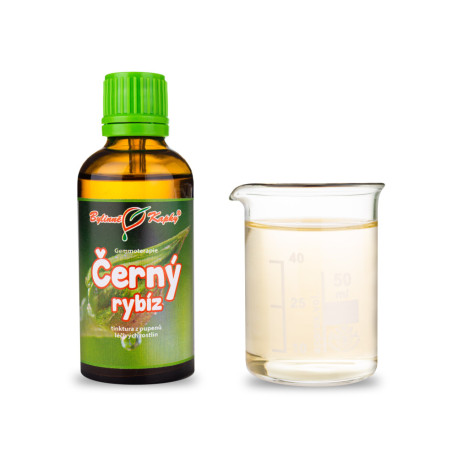 Schwarze Johannisbeerknospen 50 ml - Gemmotherapie