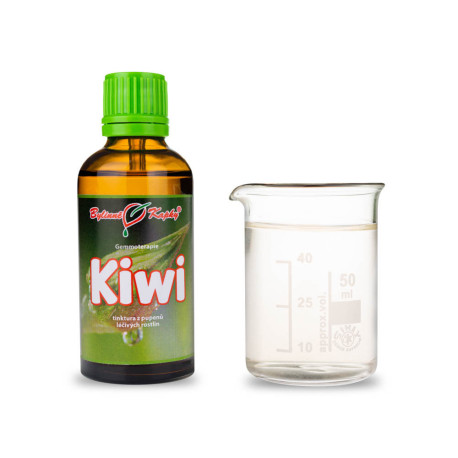 Chinesische Actinidia Knospen 50 ml - Gemmotherapie