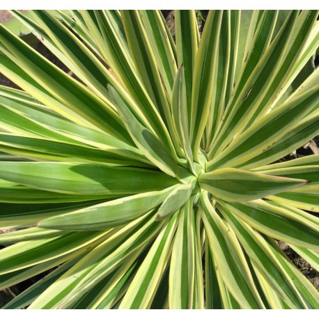 Yucca-Blatt - Yucca aloifolia - 100g gehackt