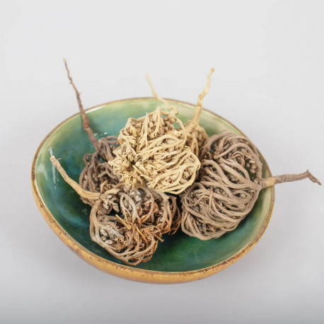 Anastatica hierochuntica - Kraut - 100g