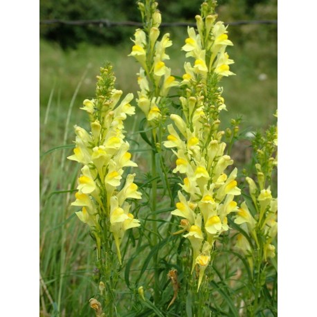 Linaria vulgaris - 100g gehackt
